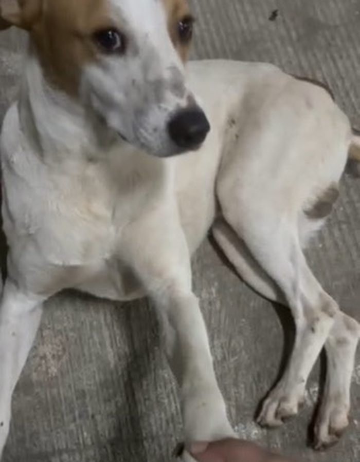 A street dog resting a paw in a hand