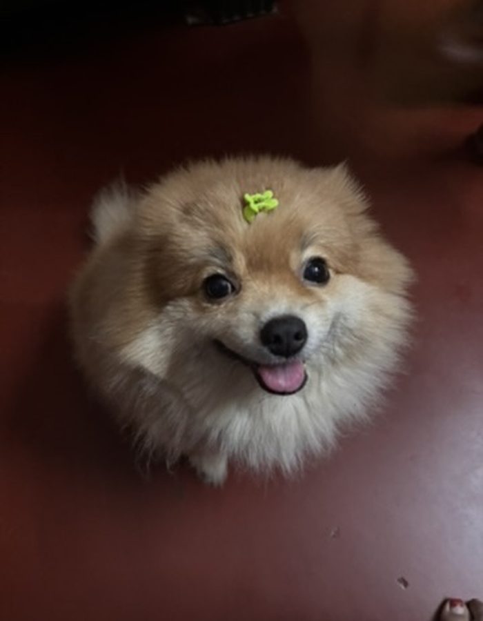Candy with a little clip in her fur